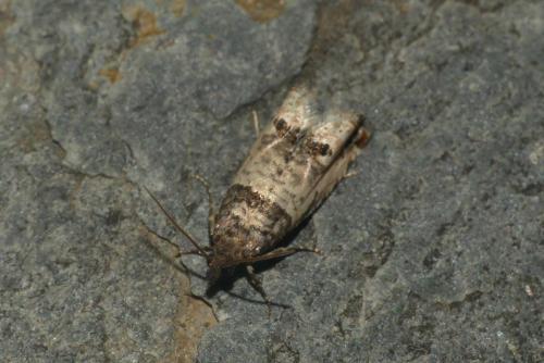 Notocelia incarnatana